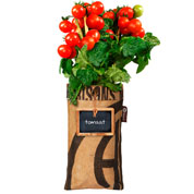 Kit de Cultura para Suspender - Tomates Cereja